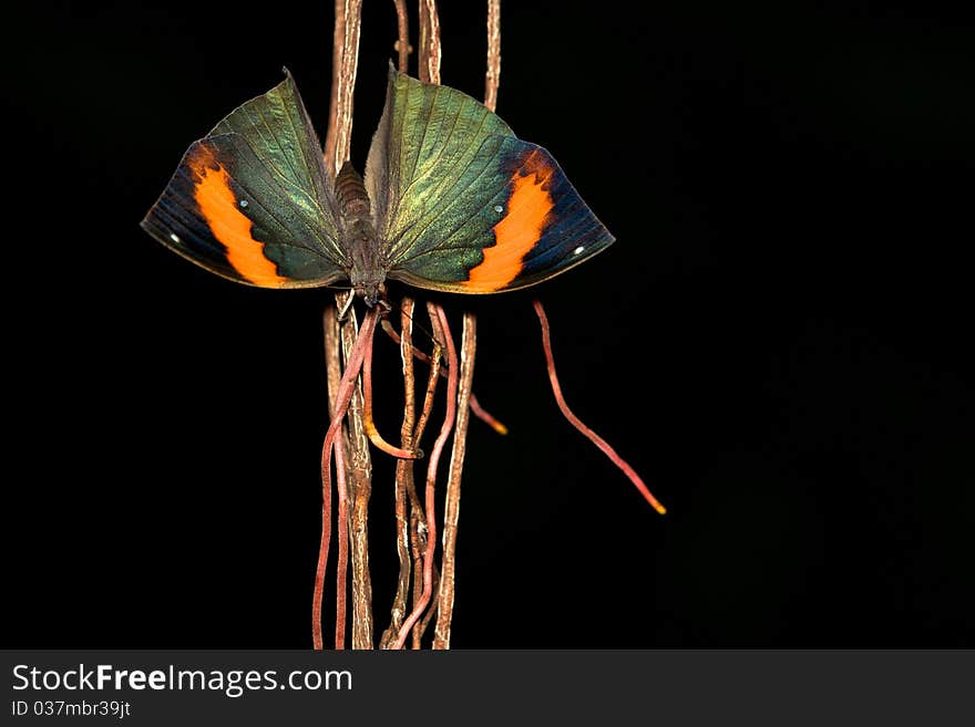 Indian Leafwing butterfly