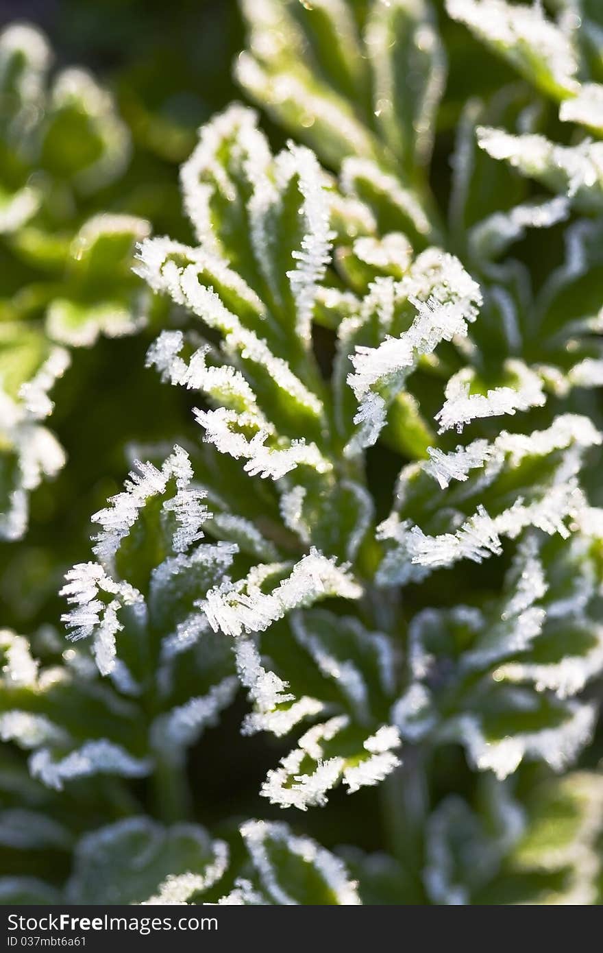 Leaves are covered with ice crystals. Leaves are covered with ice crystals