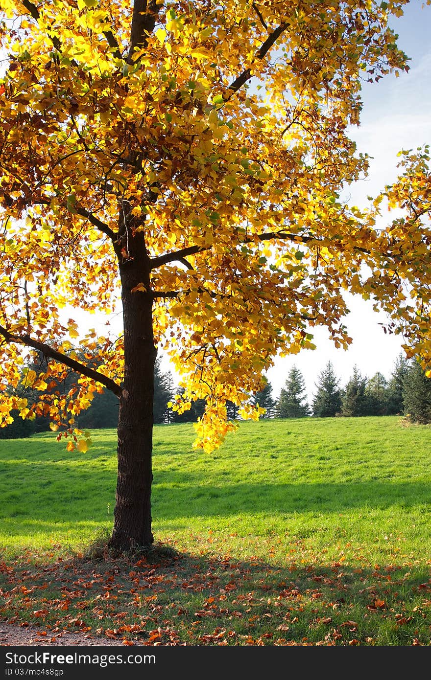 Beautiful quiet park in bright autumnal colors