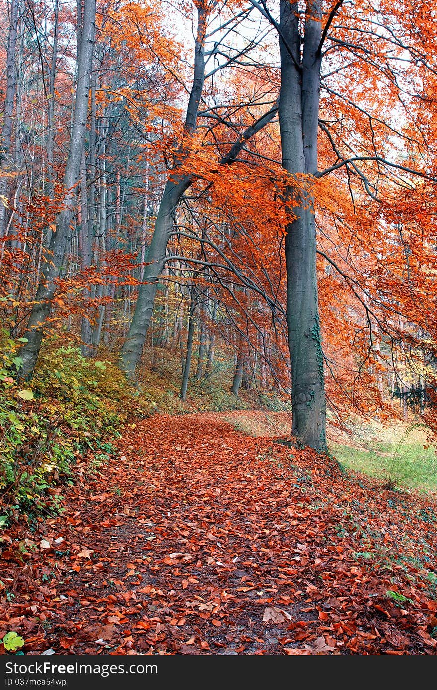 Beautiful quiet park in bright autumnal colors