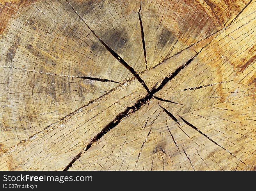 Tree bark details