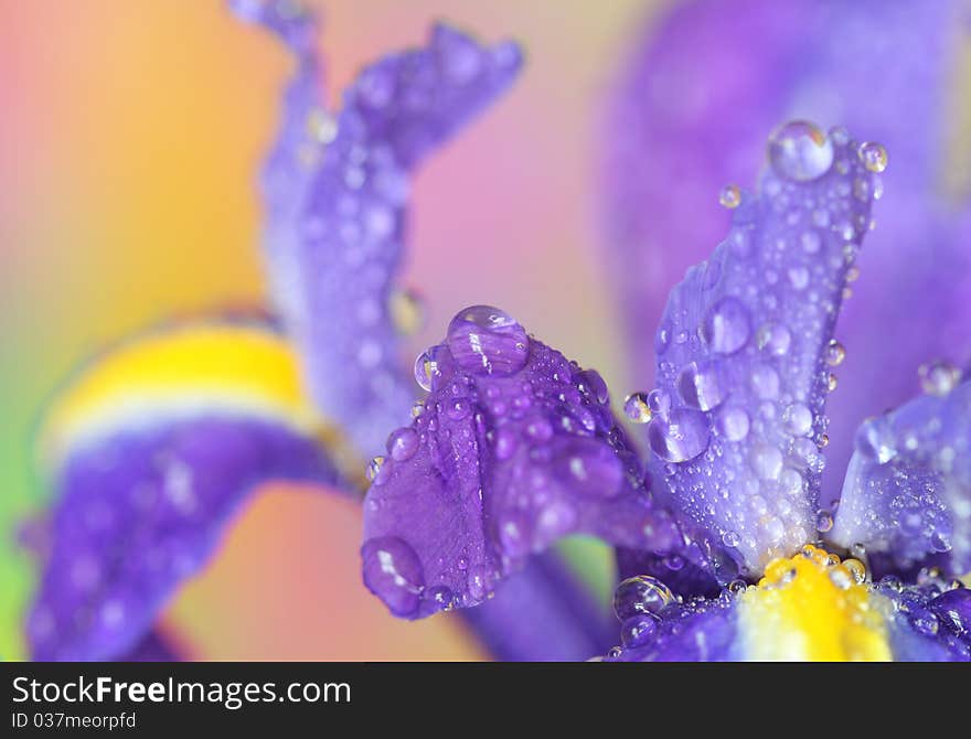 Close-up of iris flower and drops