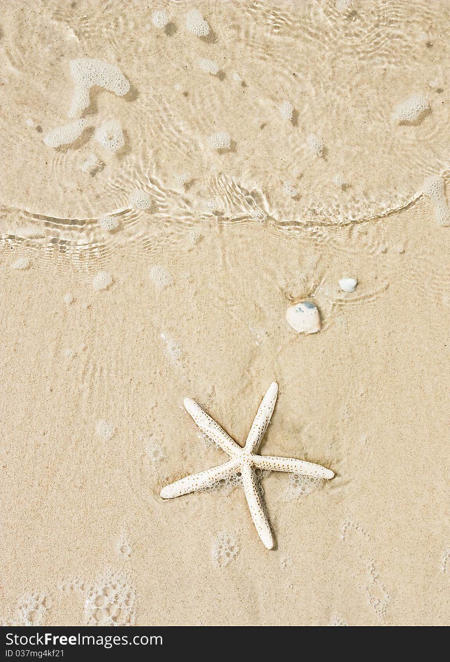 Starfish on smooth sand background