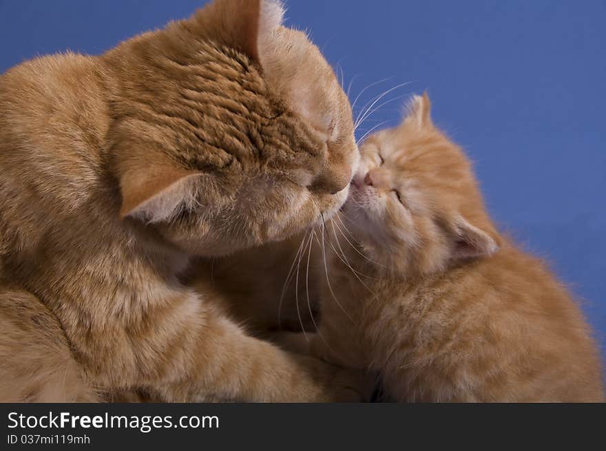 A lady-cat washes a kitten. A lady-cat washes a kitten