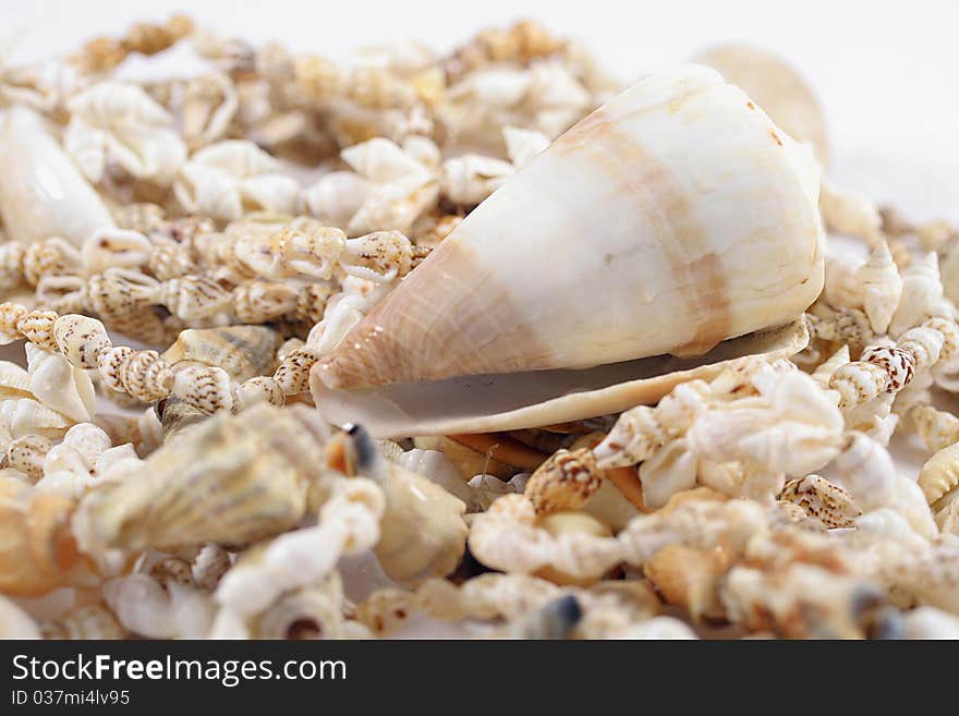 Close up of shell necklaces and large shell. Close up of shell necklaces and large shell.