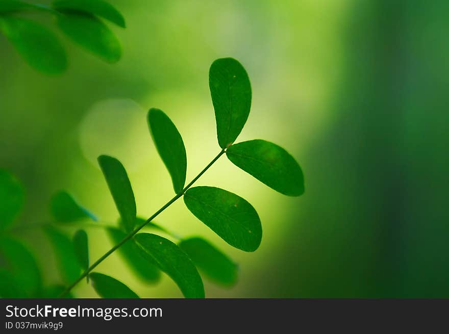 Green acacia leaves in summer