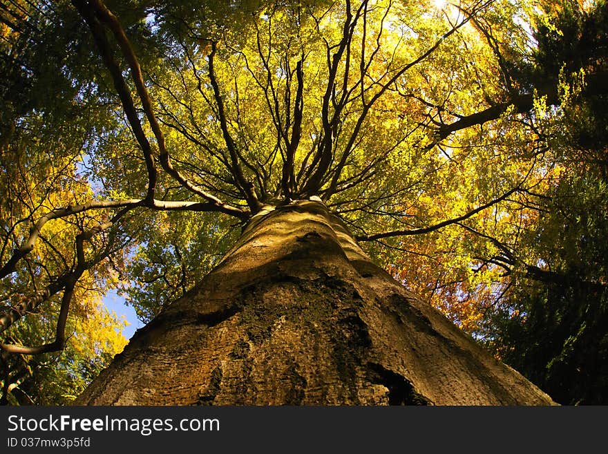 Giant Forest