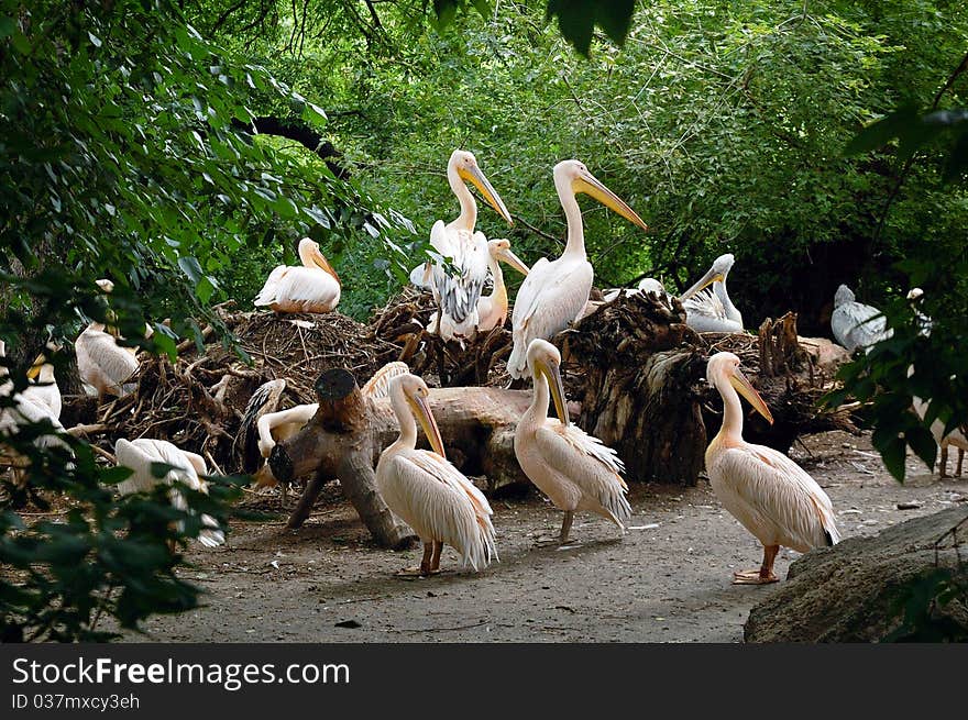 Pelicans resting on a mound.