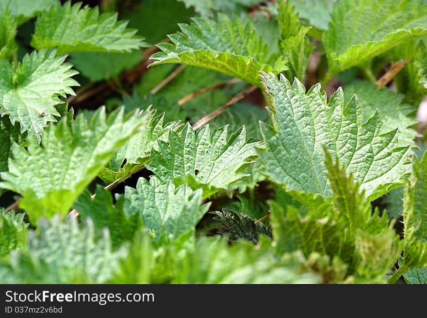 Nettle