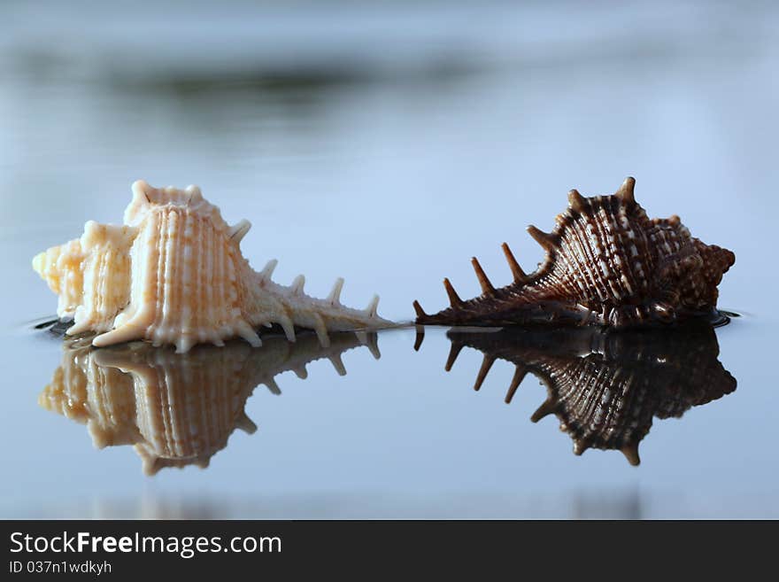 Seashell reflection