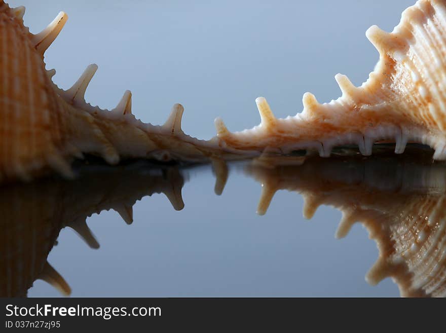 Seashell Reflection