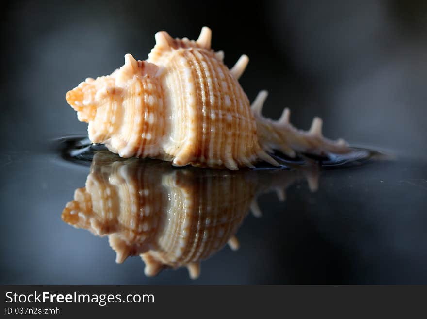 Seashell Reflection