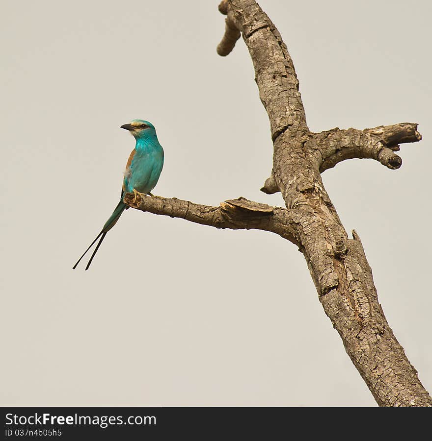 An Abyssinian Roller perches on a branch, always attentive for a prey to be caught. An Abyssinian Roller perches on a branch, always attentive for a prey to be caught.