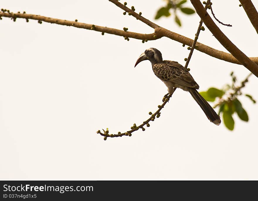 An African Grey Hornbill holds precariously on an unstable branch at a Gambian Forest. An African Grey Hornbill holds precariously on an unstable branch at a Gambian Forest.