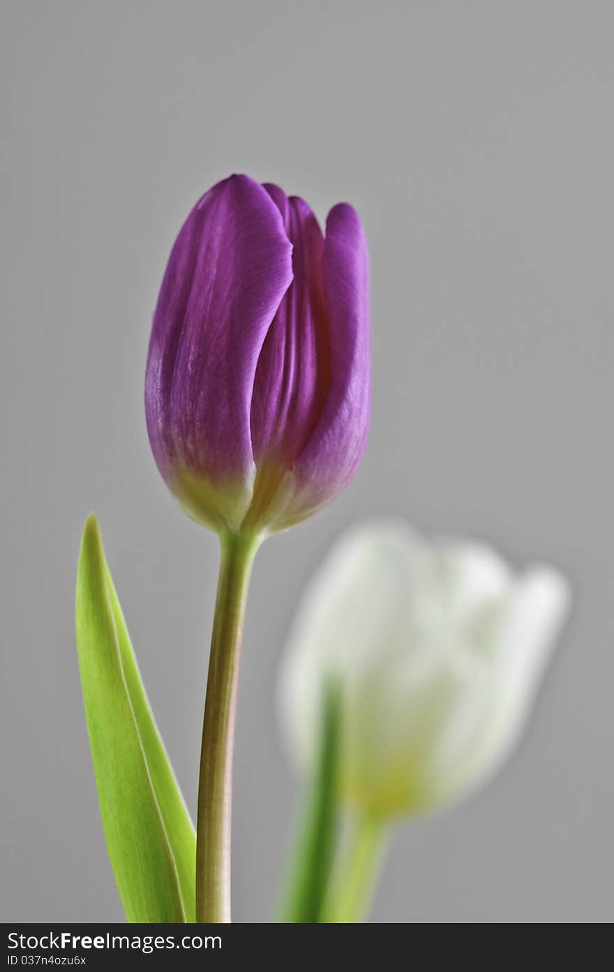 A purple tulip and a white tulip at background out of focus. A purple tulip and a white tulip at background out of focus.