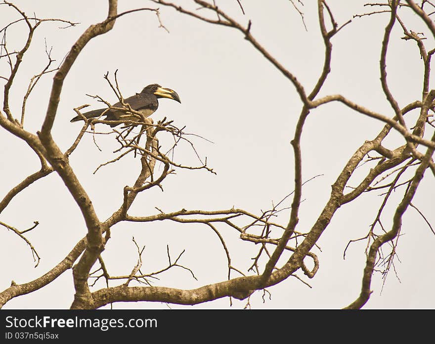 The African Pied Hornbill is an inhabitant of the Gambian forests.