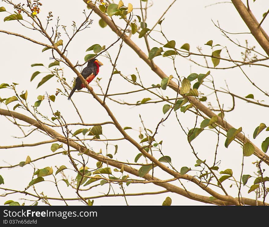 An Bearded Barbet In The Gambia