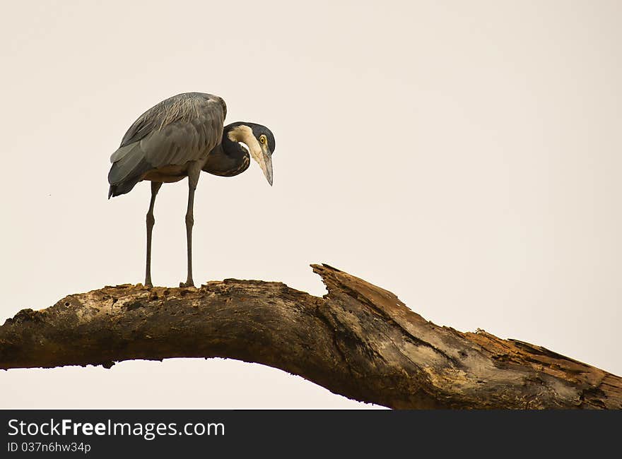 A Black-headed Heron looks down from the safety of a massive branch at a lagoon of one of the Gambian nature areas. A Black-headed Heron looks down from the safety of a massive branch at a lagoon of one of the Gambian nature areas.