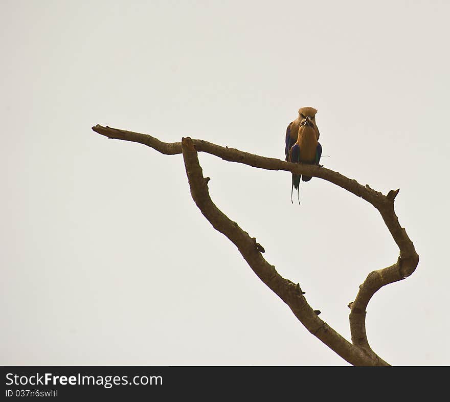 A couple of the Blue-Bellied Roller uses a dry branch in the Gambian wilderness to come together. A couple of the Blue-Bellied Roller uses a dry branch in the Gambian wilderness to come together.