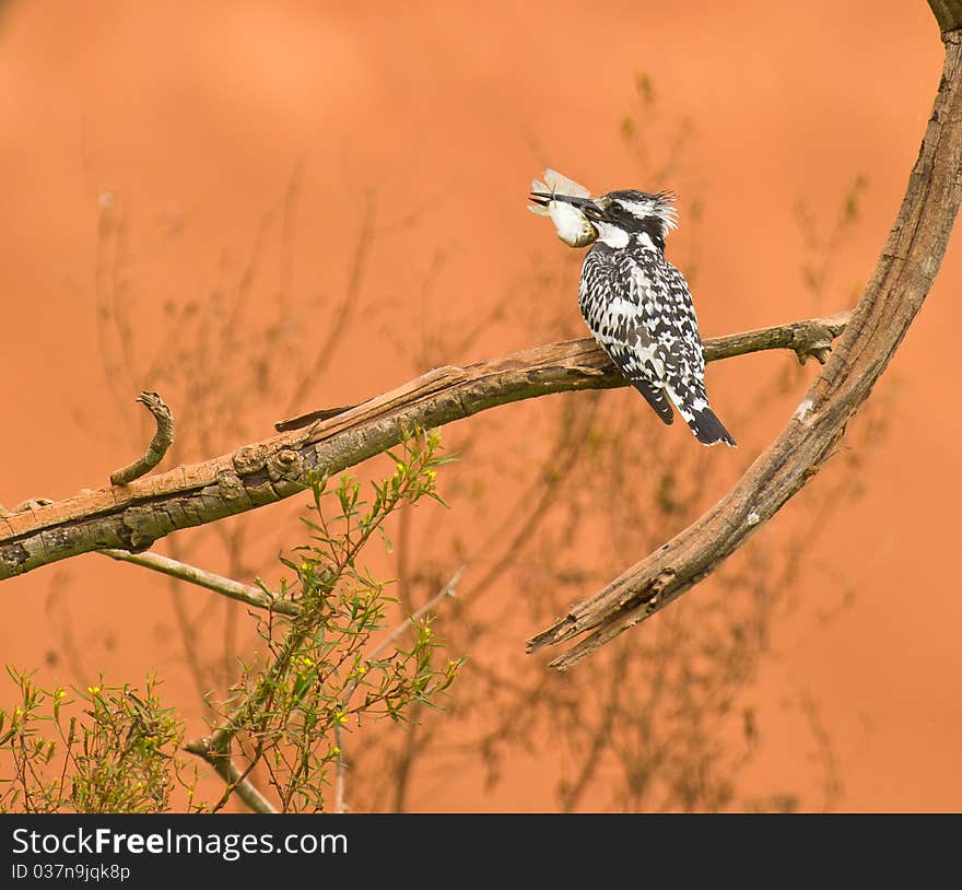 A Pied Kingfisher With ItÂ´s Prey