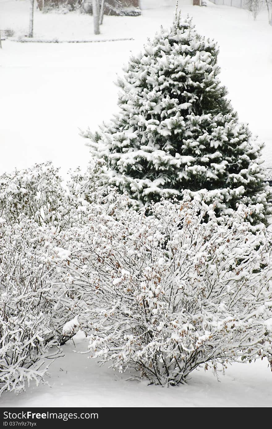 Snowy Trees