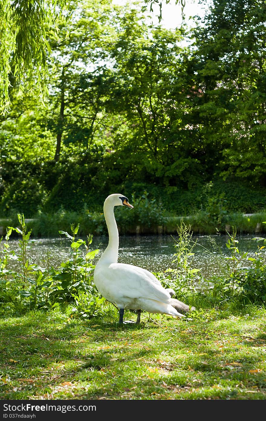 Swan standing on green grass