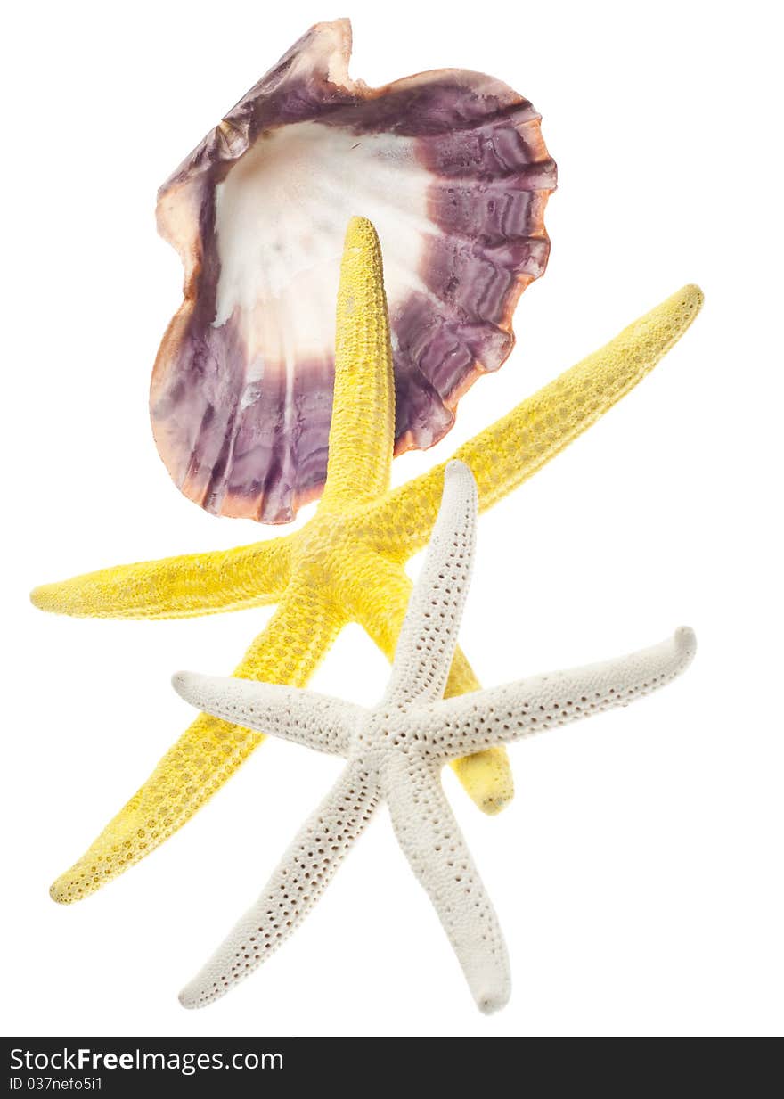 Beach Concept with Shell and Starfish Isolated on White with a Clipping Path.