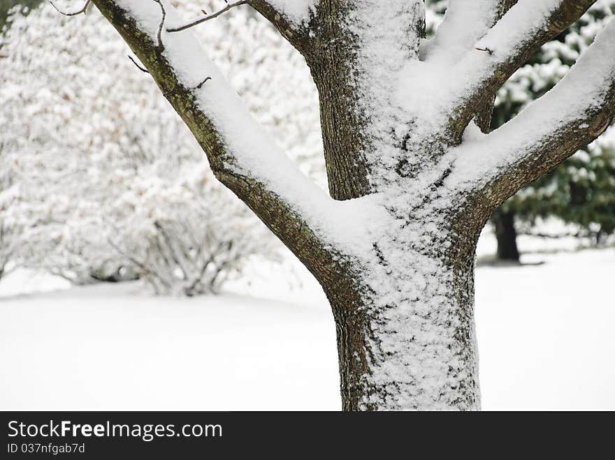 A tree truck in the snow closeup, shallow depth of field, copy space. A tree truck in the snow closeup, shallow depth of field, copy space