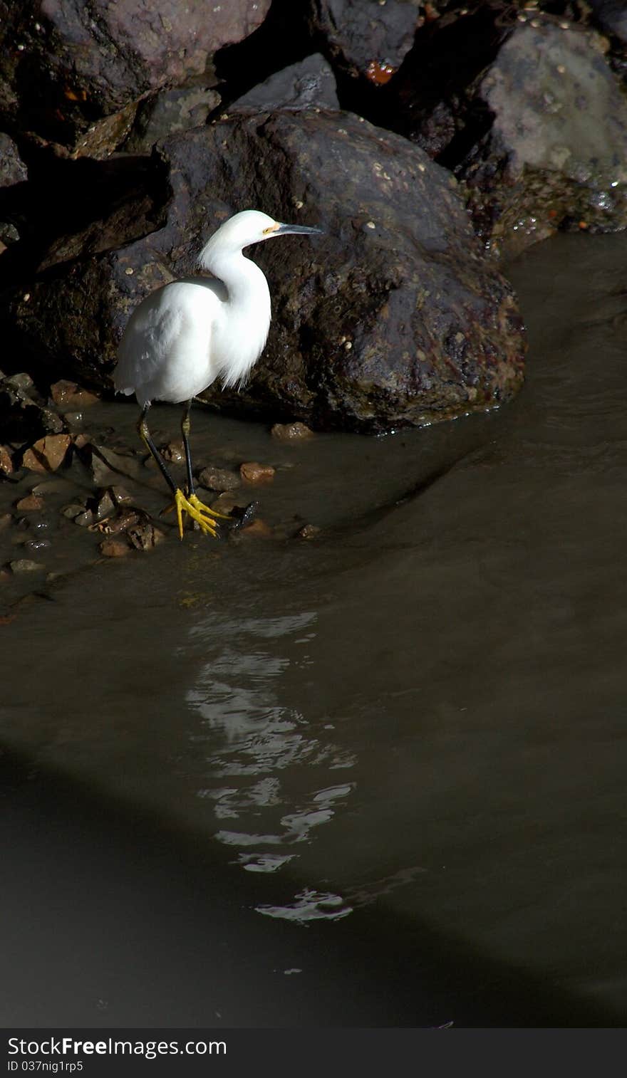 Egret Foraging in the Rocks