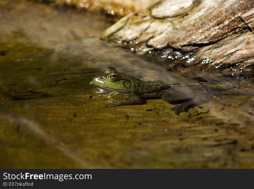 Green Bullfrog with Tadpoles swimming Nearby. Green Bullfrog with Tadpoles swimming Nearby.