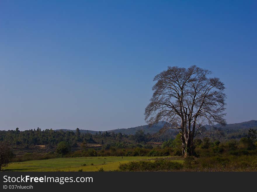 Tree in green meadow under blue sky