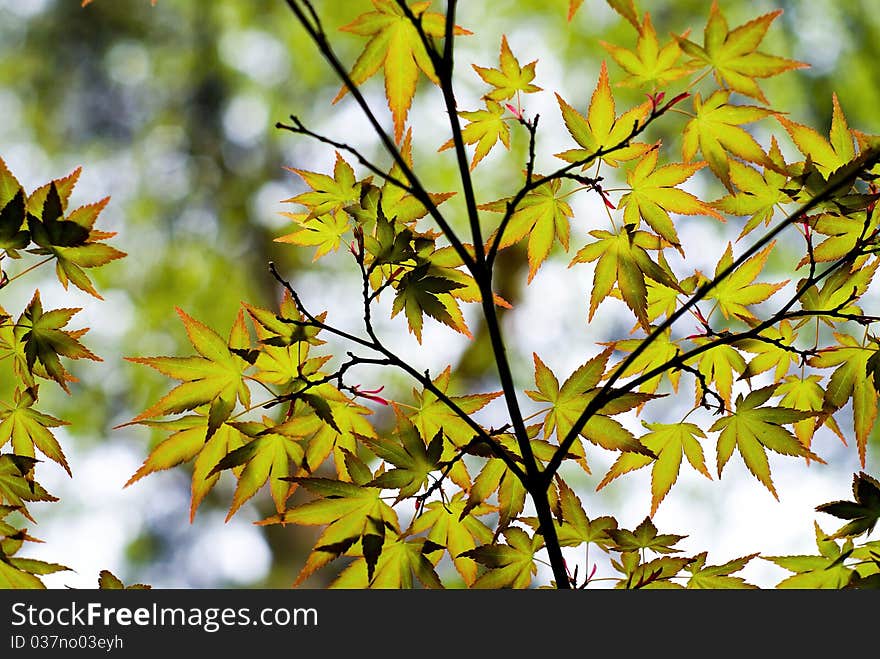 Nature Of Adolescence