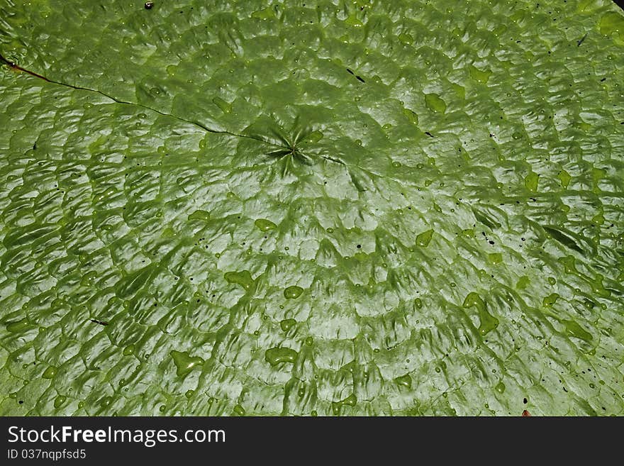 Green leaf lotus texture and background