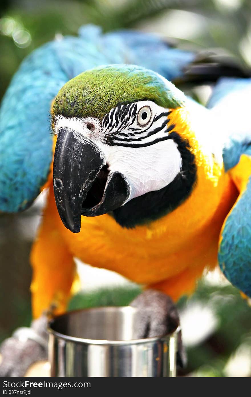 Parrot Close-up