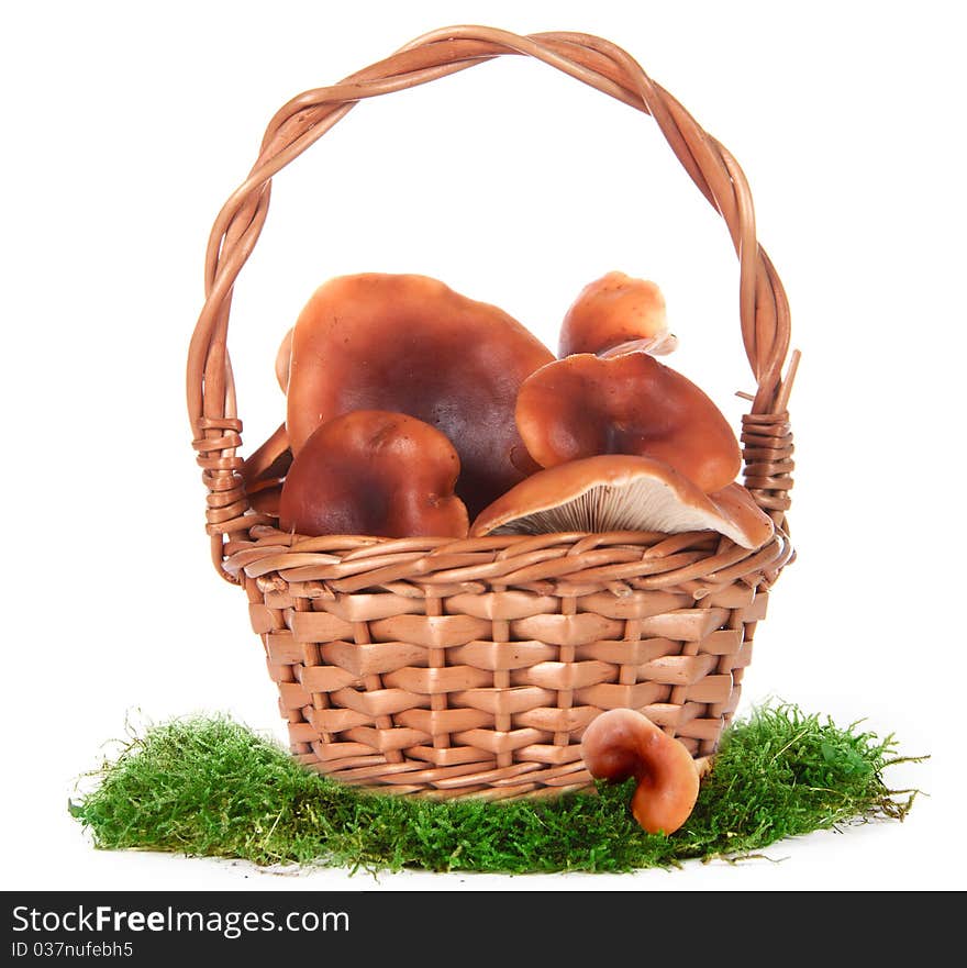 The image of a basket with the mushrooms