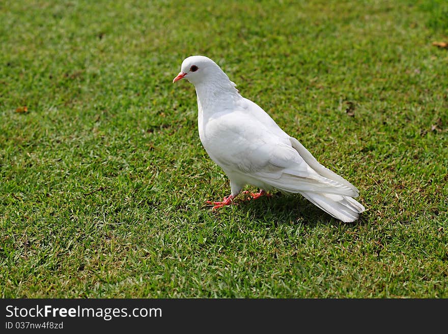 White pigeon on green grass