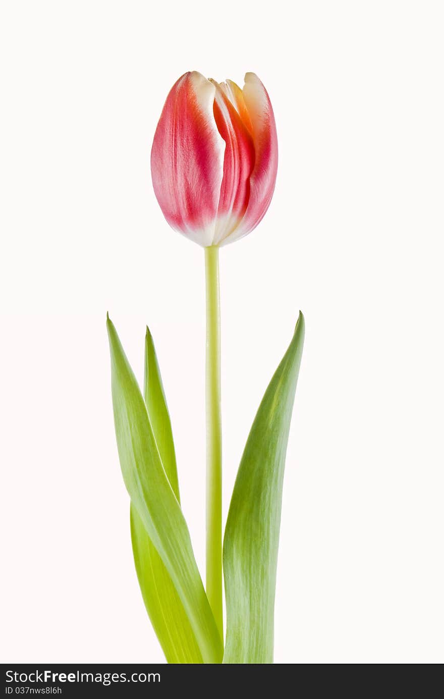 One tulip isolated over white background