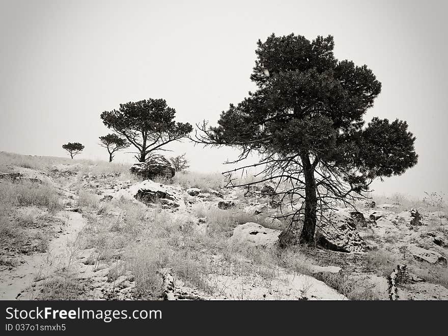 Black and white tree line