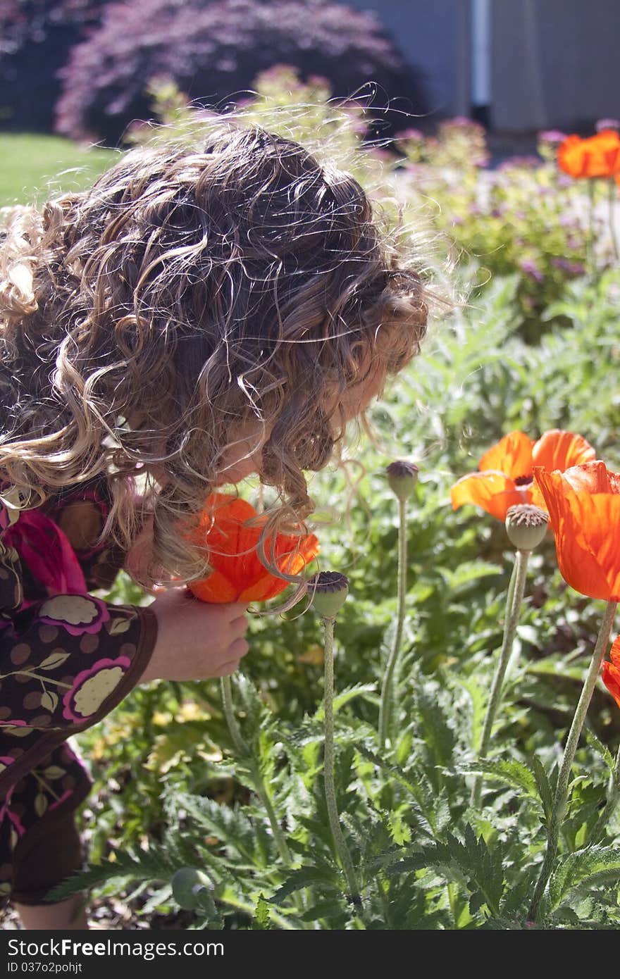 Curious Little Girl Looking At Flowers