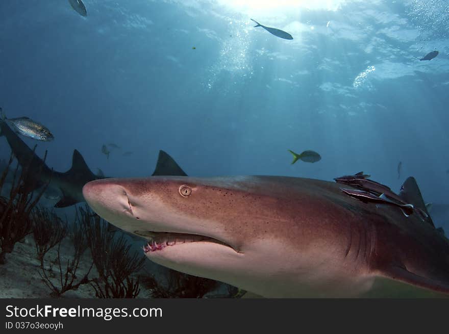 Lemon Shark