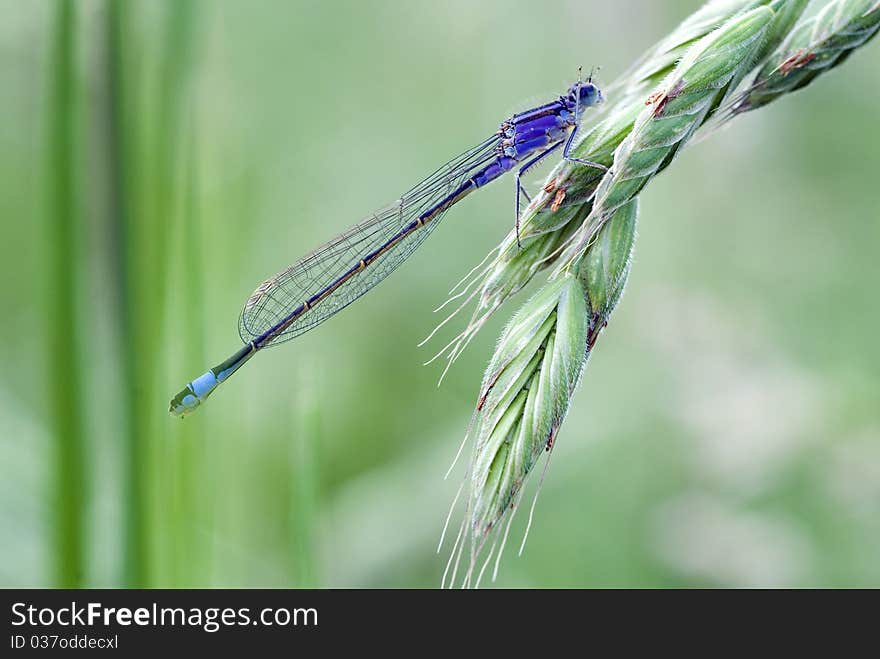 Blue Tailed Damselfly on Long Stemmed Grass