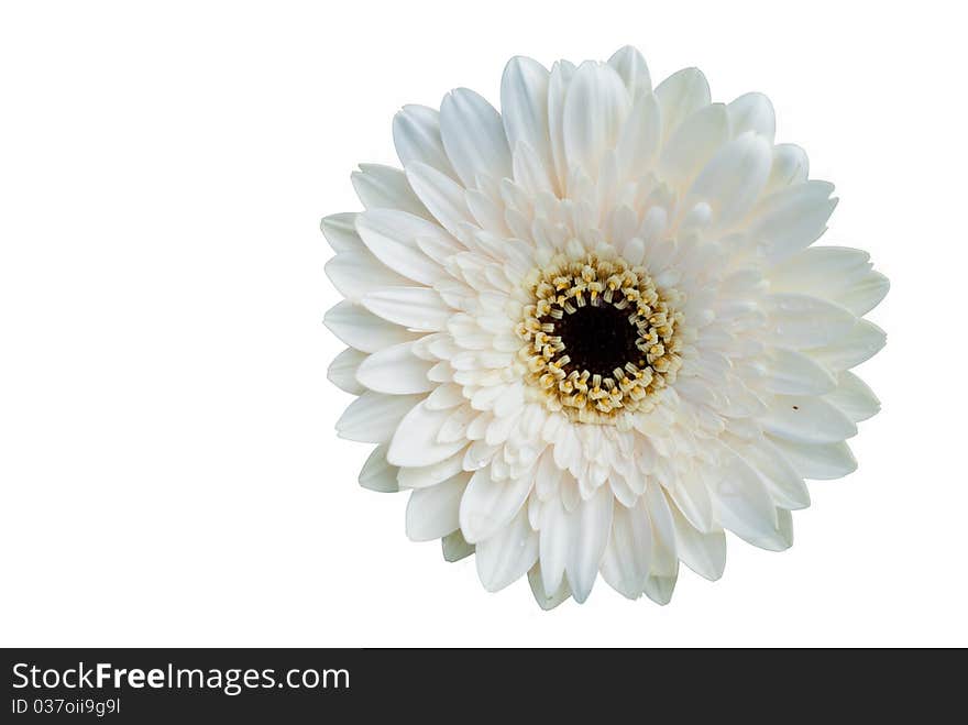 Single white flower onwhite isolated