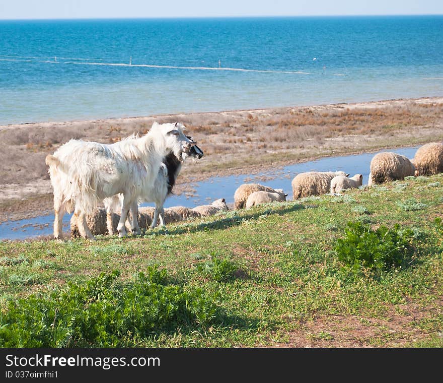 Sheep and white goats grazing in a meadow near the sea coast. Sheep and white goats grazing in a meadow near the sea coast