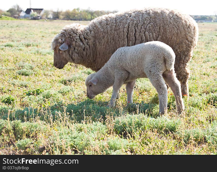 Sheep and a lamb in a meadow