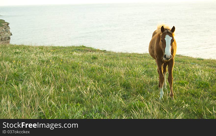 Horse in the sunset light