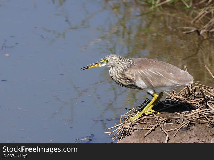 Pond Heron