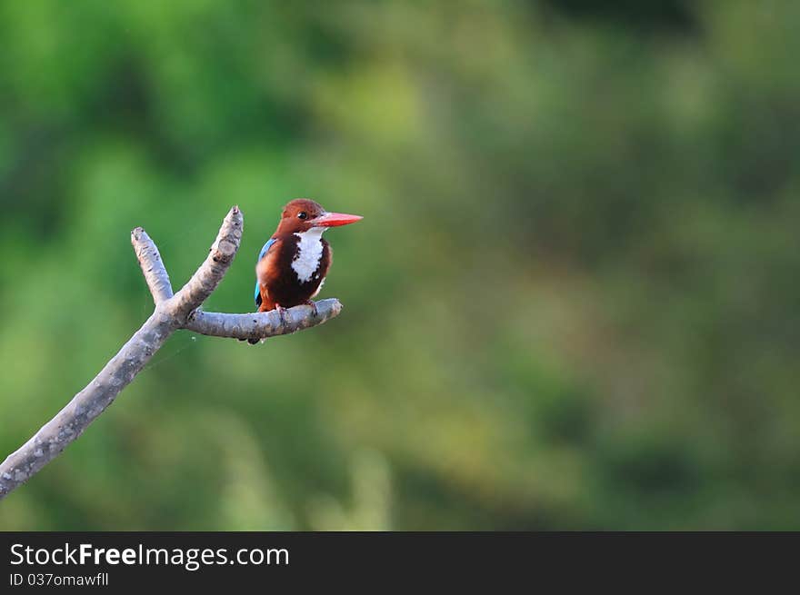 White Throated Kingfisher