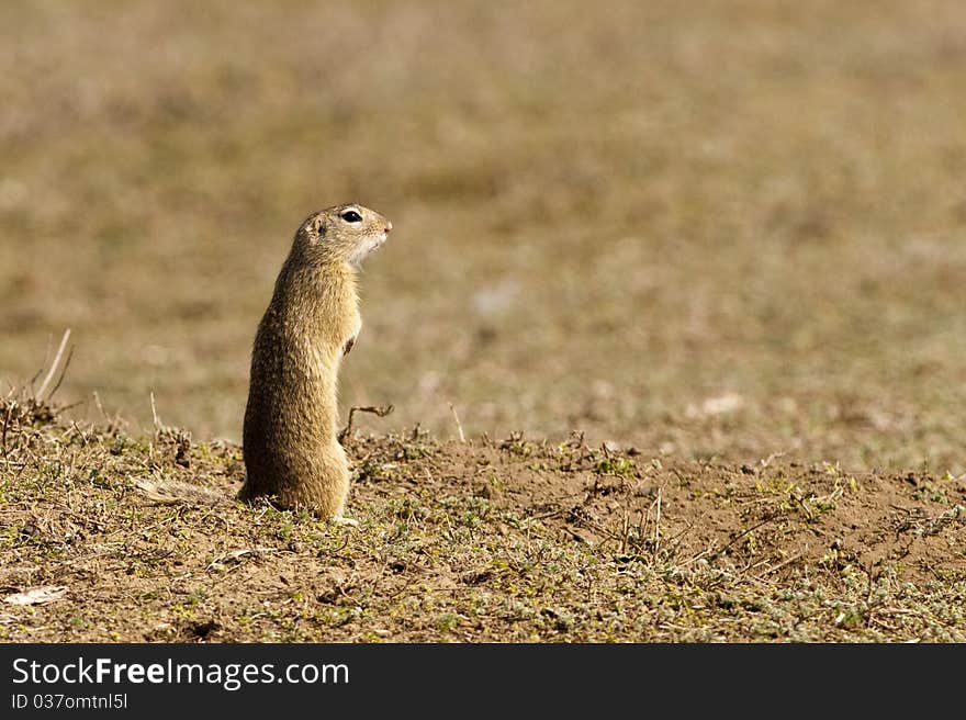 Gopher, Souslik, Ground Squirrel