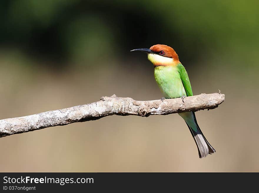 Chestnut Headed Bee Eater