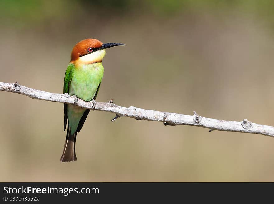 Chestnut Headed Bee Eater perching